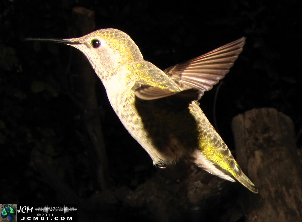 Hummingbird photo captured from Robo-Cam Motion Detection at JCMDI.COM